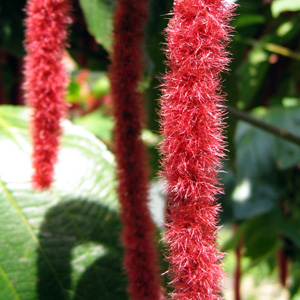 Red hot cat's tail (Acalypha hispida) 紅穗鐵莧菜